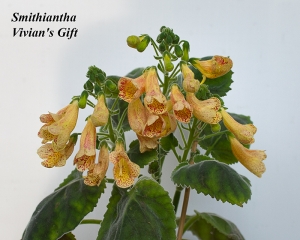Smithiantha Vivian's Gift